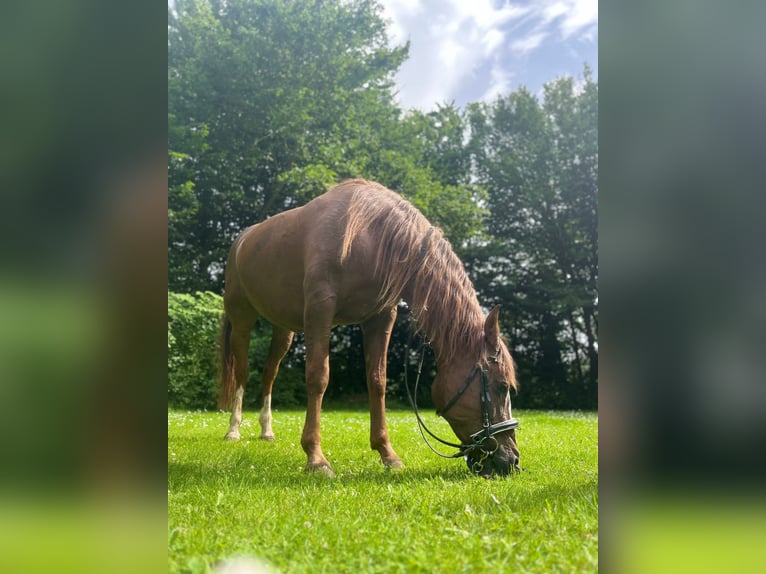 Shagya Arabier Merrie 12 Jaar 152 cm Donkere-vos in Timmendorfer Strand