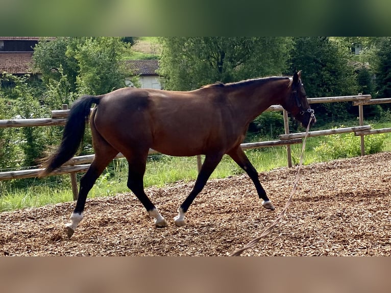 Shagya Arabier Merrie 12 Jaar 154 cm Bruin in Heuweiler