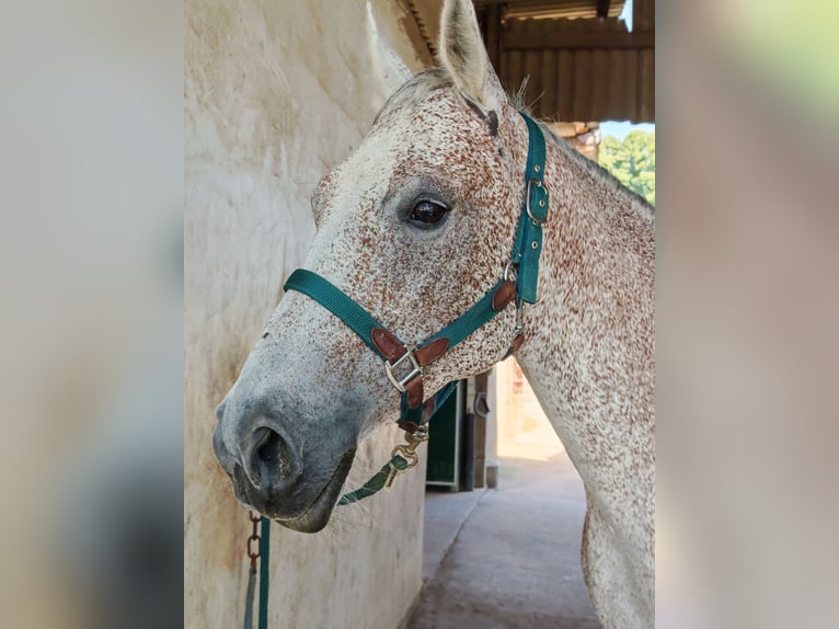 Shagya Arabier Merrie 15 Jaar 156 cm Vliegenschimmel in Leimen