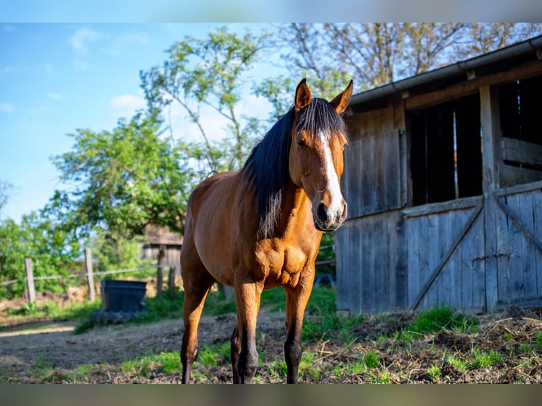 Shagya Arabier Merrie 16 Jaar 150 cm Roodbruin in Daruvar