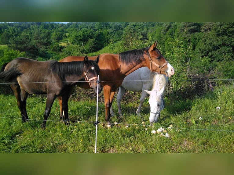 Shagya Arabier Merrie 19 Jaar 150 cm Bruin in Tiefenbach