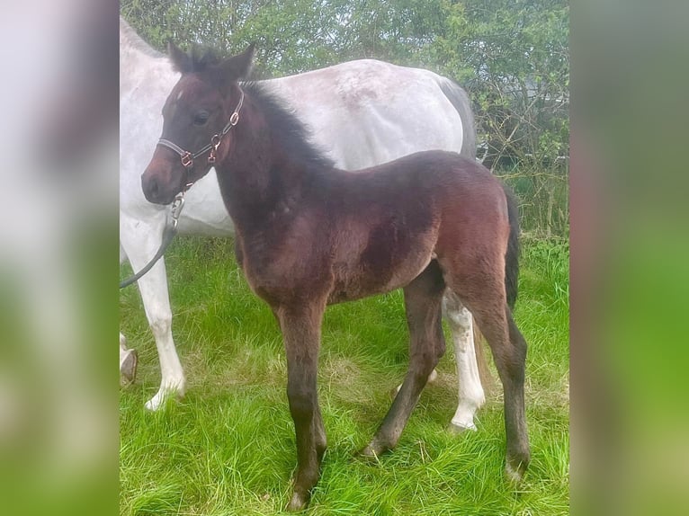 Shagya Arabier Merrie 1 Jaar 157 cm kan schimmel zijn in Rotenburg an der Fulda