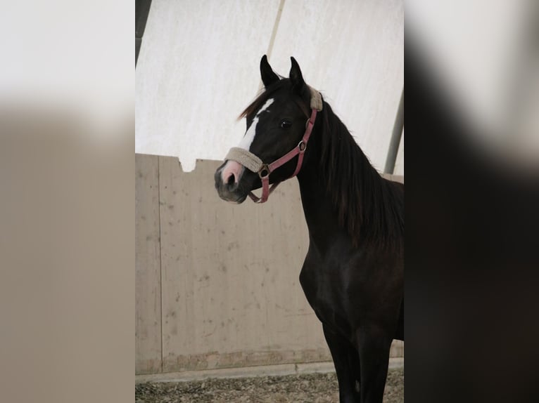 Shagya Arabier Merrie 1 Jaar Schimmel in Neuhaus in der Wart