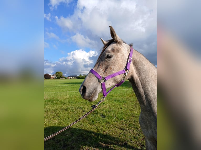 Shagya Arabier Merrie 2 Jaar 153 cm Rood schimmel in Gl&#xFC;cksburg