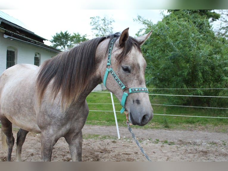 Shagya Arabier Merrie 2 Jaar 153 cm Rood schimmel in Gl&#xFC;cksburg