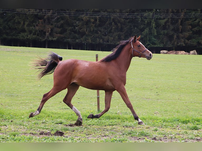 Shagya Arabier Merrie 2 Jaar 155 cm Bruin in Ceske Budejovice