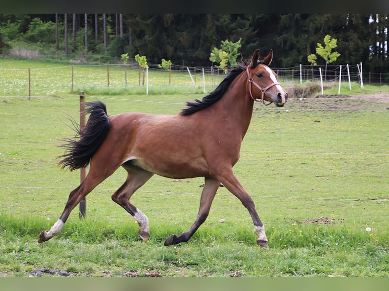 Shagya Arabier Merrie 2 Jaar 155 cm Bruin in Ceske Budejovice