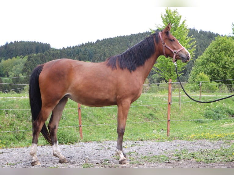 Shagya Arabier Merrie 2 Jaar 155 cm Bruin in Kaplice