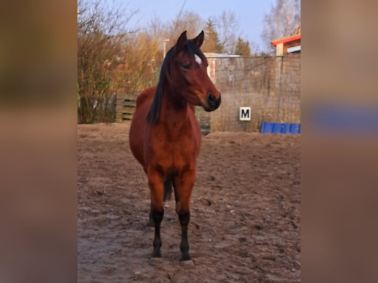 Shagya Arabier Mix Merrie 3 Jaar 145 cm Bruin in Königs Wusterhausen