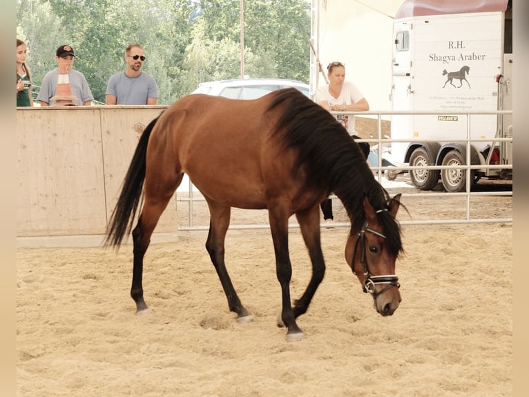 Shagya Arabier Merrie 3 Jaar 155 cm Bruin in Neuhaus in der Wart