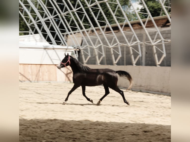 Shagya Arabier Merrie 3 Jaar 155 cm Schimmel in Neuhaus in der Wart