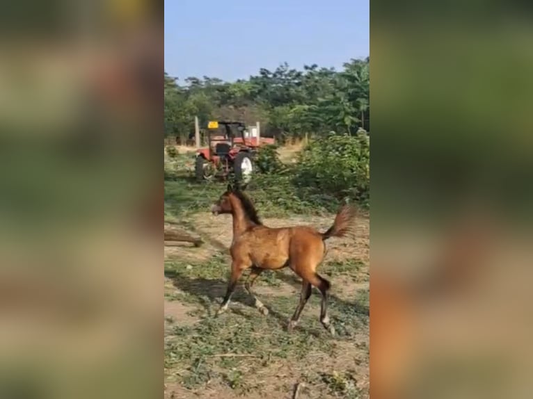 Shagya Arabier Merrie 4 Jaar 156 cm Bruin in Bulgaria