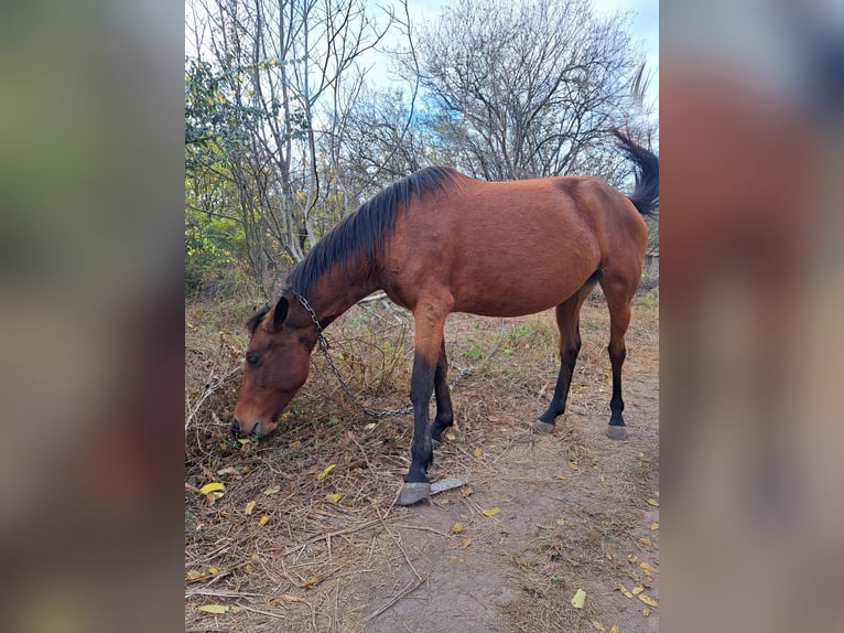 Shagya Arabier Merrie 4 Jaar 156 cm Bruin in Bulgaria