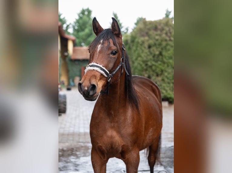 Shagya Arabier Merrie 5 Jaar 152 cm in Hantos