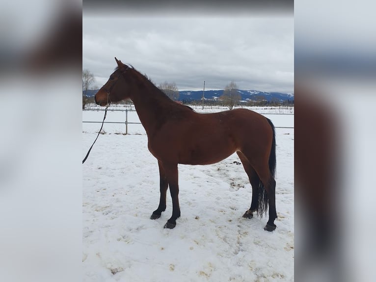 Shagya Arabier Merrie 5 Jaar 154 cm Roodbruin in Şaru Dornei