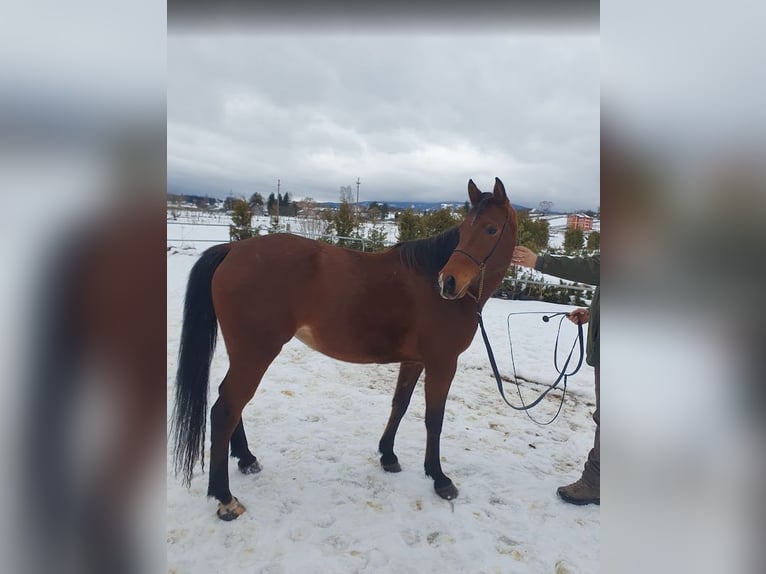 Shagya Arabier Merrie 5 Jaar 154 cm Roodbruin in Şaru Dornei