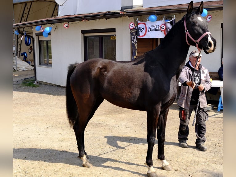 Shagya Arabier Merrie 7 Jaar 156 cm Zwart in Neuhaus in der Wart
