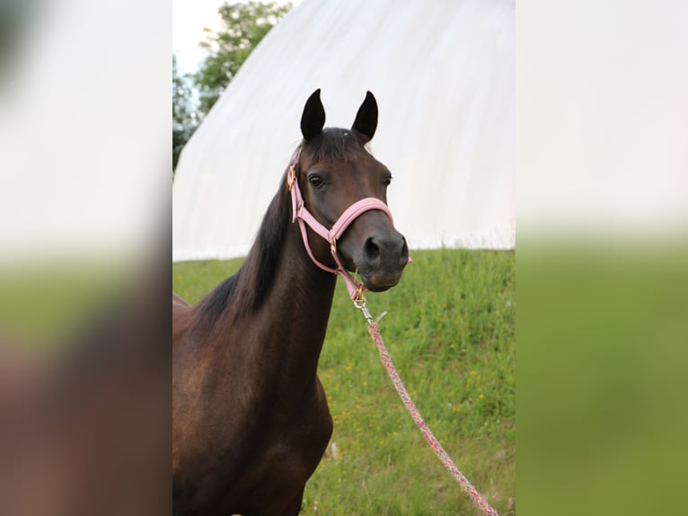 Shagya Arabier Merrie 8 Jaar 154 cm Donkerbruin in Neuhaus in der Wart