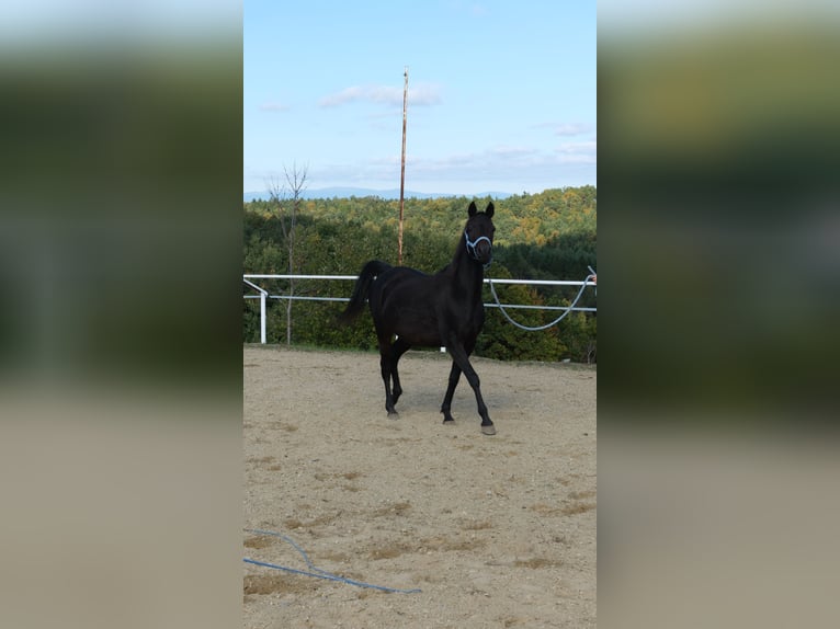 Shagya Arabier Merrie 8 Jaar 154 cm Donkerbruin in Neuhaus in der Wart