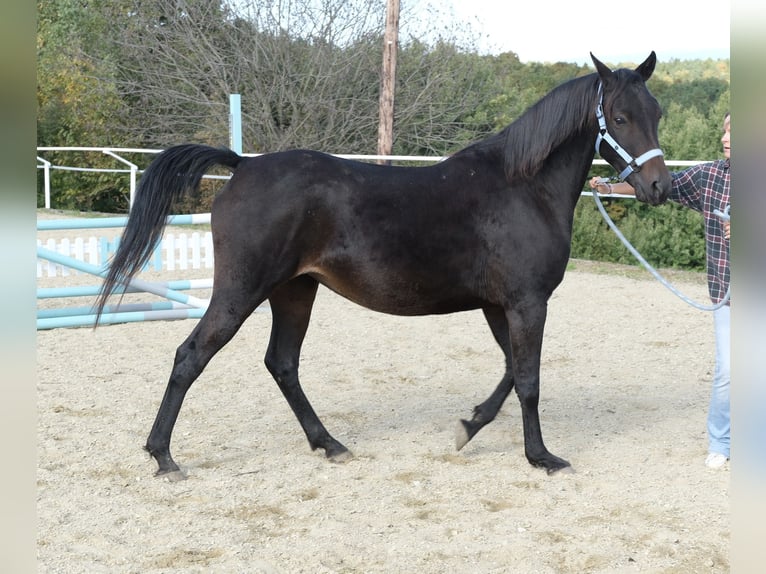 Shagya Arabier Merrie 8 Jaar 154 cm Donkerbruin in Neuhaus in der Wart