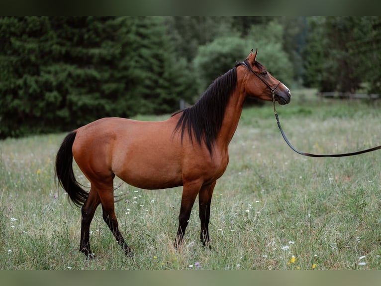 Shagya Arabier Merrie 8 Jaar 154 cm Roodbruin in Şaru Dornei