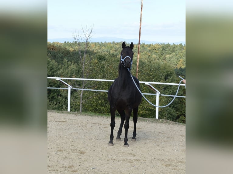 Shagya Arabier Merrie 9 Jaar 153 cm Donkerbruin in Neuhaus in der Wart