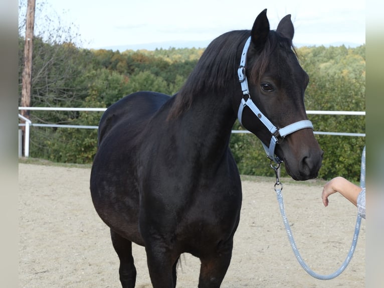 Shagya Arabier Merrie 9 Jaar 154 cm Donkerbruin in Neuhaus in der Wart