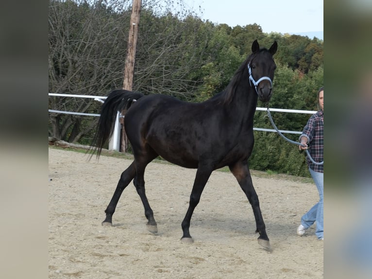 Shagya Arabier Merrie 9 Jaar 154 cm Donkerbruin in Neuhaus in der Wart