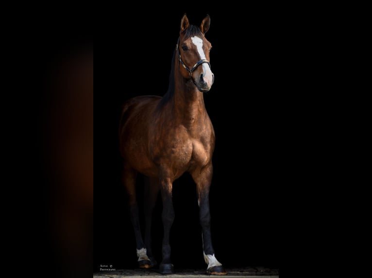 Shagya Arabier Ruin 10 Jaar 158 cm Bruin in GroßschönauGroßschönau