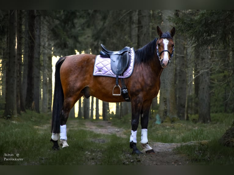 Shagya Arabier Ruin 10 Jaar 158 cm Bruin in GroßschönauGroßschönau