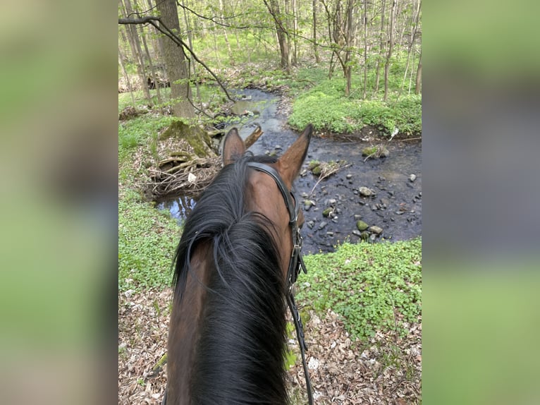 Shagya Arabier Ruin 10 Jaar 158 cm Bruin in GroßschönauGroßschönau