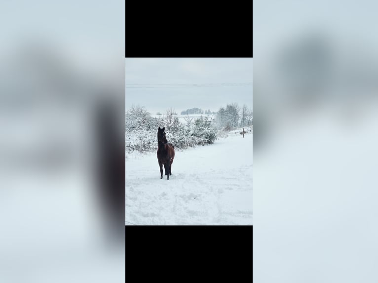 Shagya Arabier Ruin 10 Jaar 160 cm Donkerbruin in Schöllkrippen