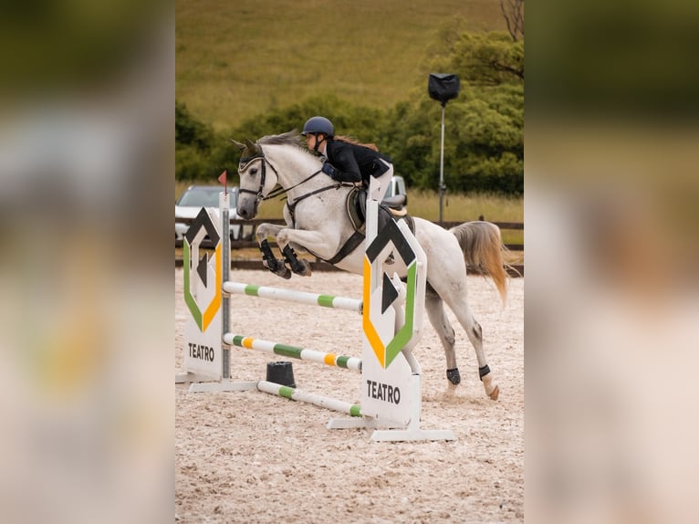 Shagya Arabier Ruin 10 Jaar 162 cm Schimmel in Bátka