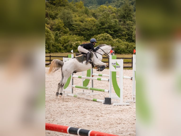 Shagya Arabier Ruin 10 Jaar 162 cm Schimmel in Bátka