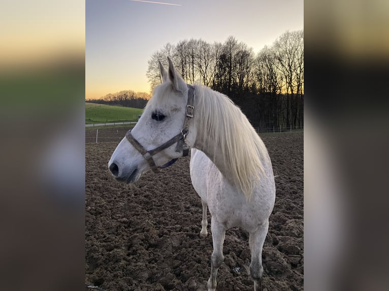 Shagya Arabier Ruin 13 Jaar 152 cm Schimmel in Kall