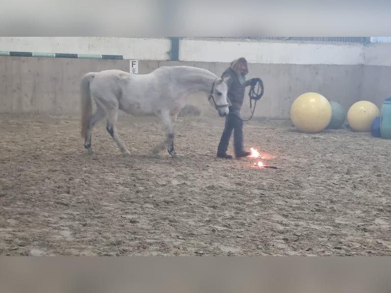 Shagya Arabier Ruin 13 Jaar 152 cm Schimmel in Kall