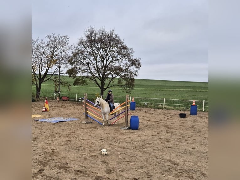 Shagya Arabier Ruin 13 Jaar 152 cm Schimmel in Kall