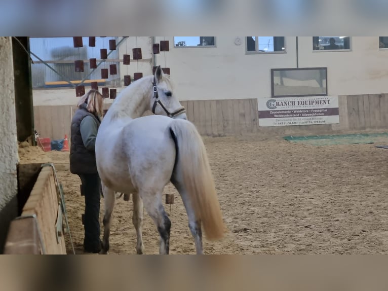 Shagya Arabier Ruin 13 Jaar 152 cm Schimmel in Kall