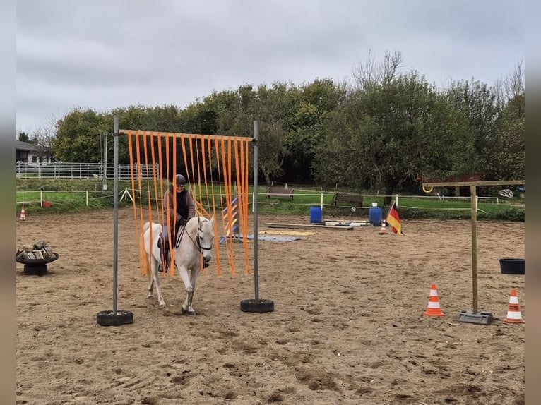 Shagya Arabier Ruin 13 Jaar 152 cm Schimmel in Kall