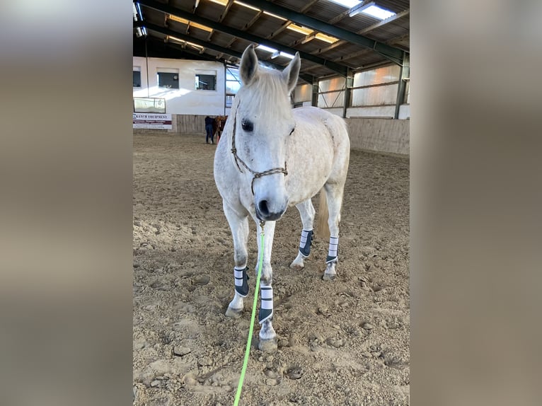Shagya Arabier Ruin 13 Jaar 152 cm Schimmel in Kall