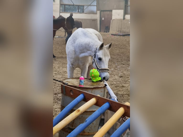 Shagya Arabier Ruin 13 Jaar 152 cm Schimmel in Kall