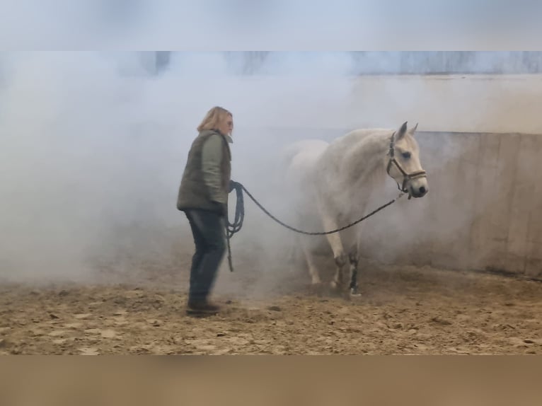 Shagya Arabier Ruin 13 Jaar 152 cm Schimmel in Kall