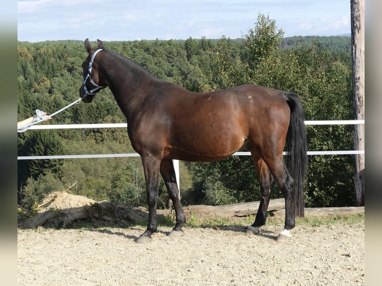 Shagya Arabier Ruin 13 Jaar 160 cm Bruin in Neuhaus in der Wart