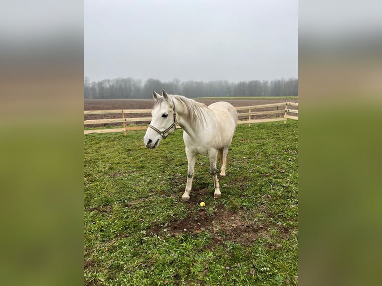 Shagya Arabier Ruin 13 Jaar Schimmel in St. ValentiN