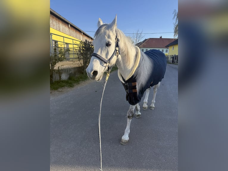 Shagya Arabier Ruin 14 Jaar 160 cm Schimmel in St. Valentin