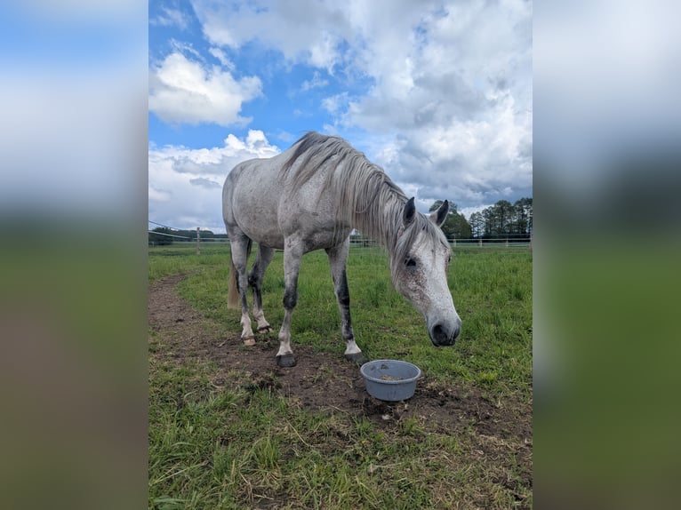 Shagya Arabier Ruin 15 Jaar 151 cm Schimmel in Temnitzquell