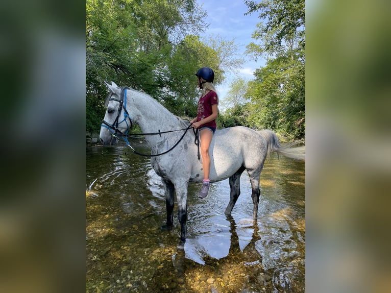 Shagya Arabier Ruin 15 Jaar 158 cm Schimmel in Waidhofen an der Ybbs
