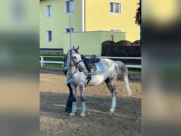Shagya Arabier Ruin 15 Jaar 158 cm Schimmel in Waidhofen an der Ybbs