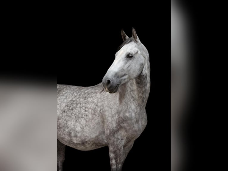 Shagya Arabier Ruin 15 Jaar 158 cm Schimmel in Waidhofen an der Ybbs