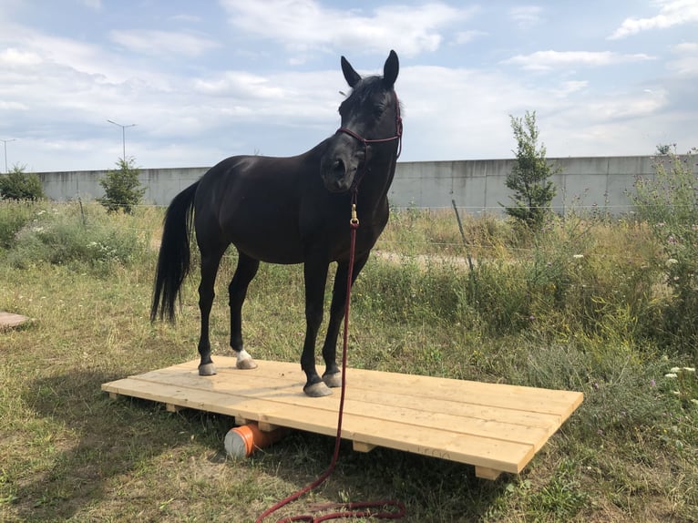 Shagya Arabier Ruin 15 Jaar 158 cm Zwartbruin in Wien, Donaustadt